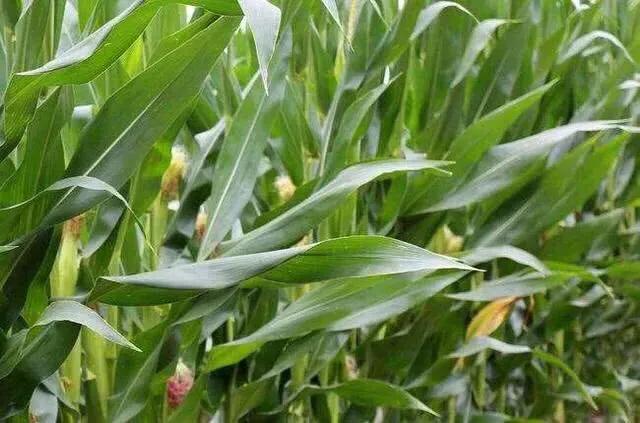 玉米花粒期如何追施花粒肥?