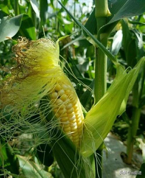 玉米花粒期如何追施花粒肥?