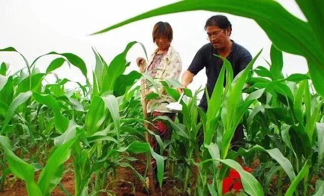 玉米花粒期如何追施花粒肥?