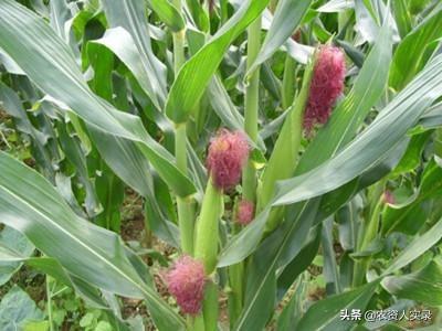 玉米花粒期如何追施花粒肥?