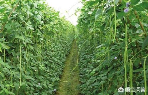 晚豆角什么时候种植好?如何栽培能够有吃不完的豆角?