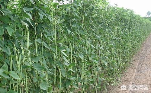 晚豆角什么时候种植好?如何栽培能够有吃不完的豆角?