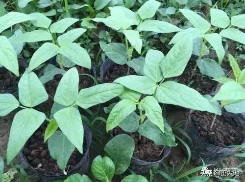 晚豆角什么时候种植好?如何栽培能够有吃不完的豆角?