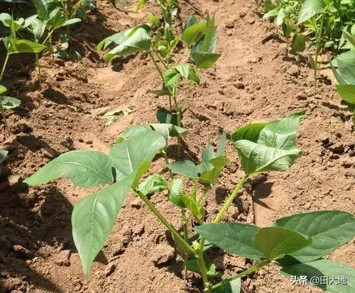晚豆角什么时候种植好?如何栽培能够有吃不完的豆角?