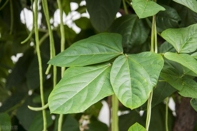 晚豆角什么时候种植好?如何栽培能够有吃不完的豆角?