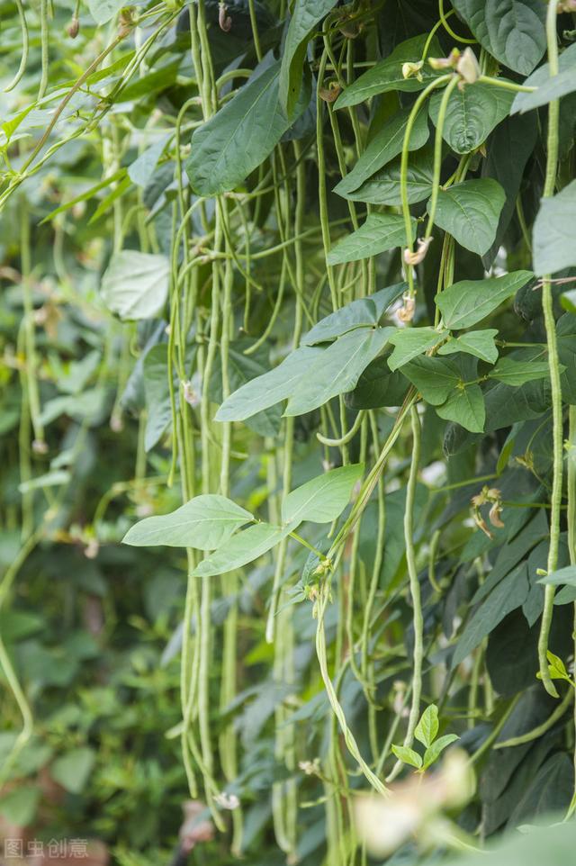 晚豆角什么时候种植好?如何栽培能够有吃不完的豆角?