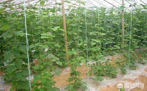 晚豆角什么时候种植好?如何栽培能够有吃不完的豆角?