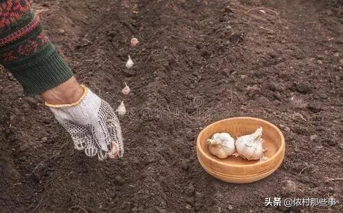 大蒜种晚了,最严重的后果会怎么样?