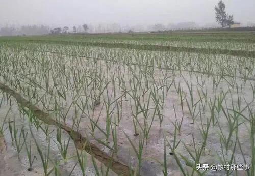 大蒜种晚了,最严重的后果会怎么样?