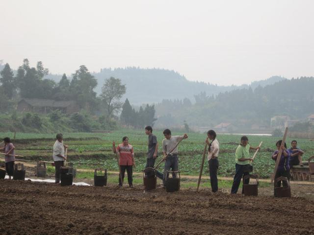 菜地施肥是农家肥好还是化肥好？