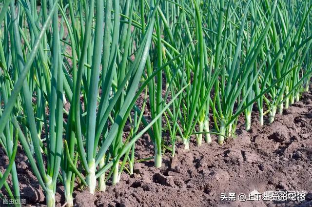 菜地施肥是农家肥好还是化肥好？
