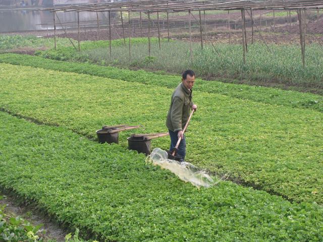 菜地施肥是农家肥好还是化肥好？