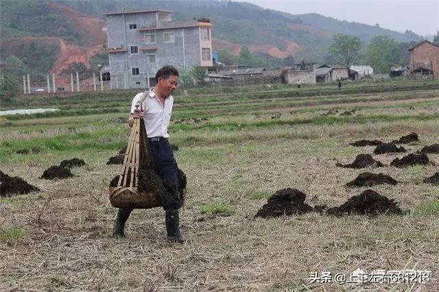 菜地施肥是农家肥好还是化肥好？