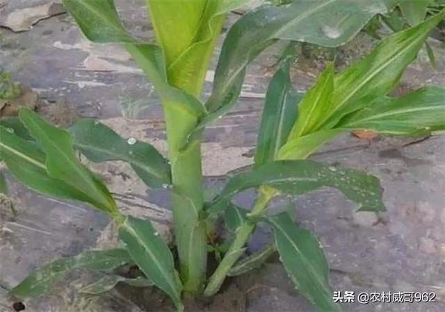 玉米喷多了缩节胺会减产吗?