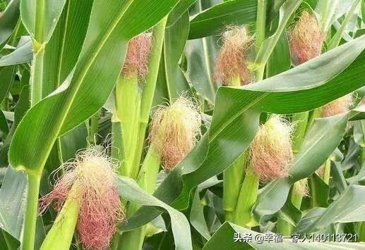 玉米喷多了缩节胺会减产吗?