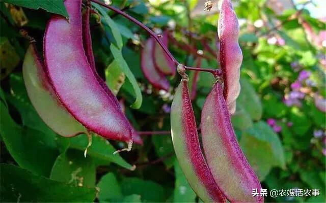 在农村种扁豆,选择什么土壤好?种植期间需要注意什么?