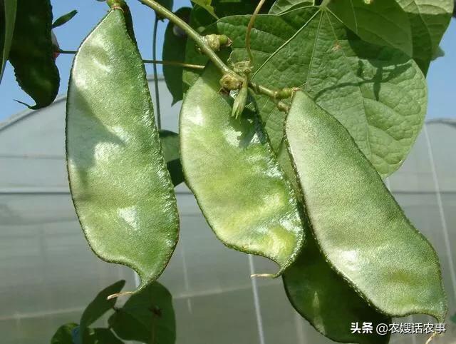 在农村种扁豆,选择什么土壤好?种植期间需要注意什么?