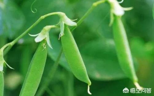 在农村种扁豆,选择什么土壤好?种植期间需要注意什么?