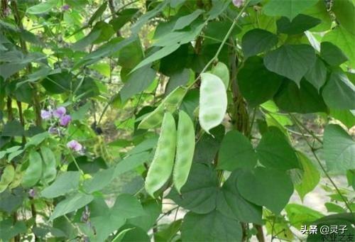 在农村种扁豆,选择什么土壤好?种植期间需要注意什么?
