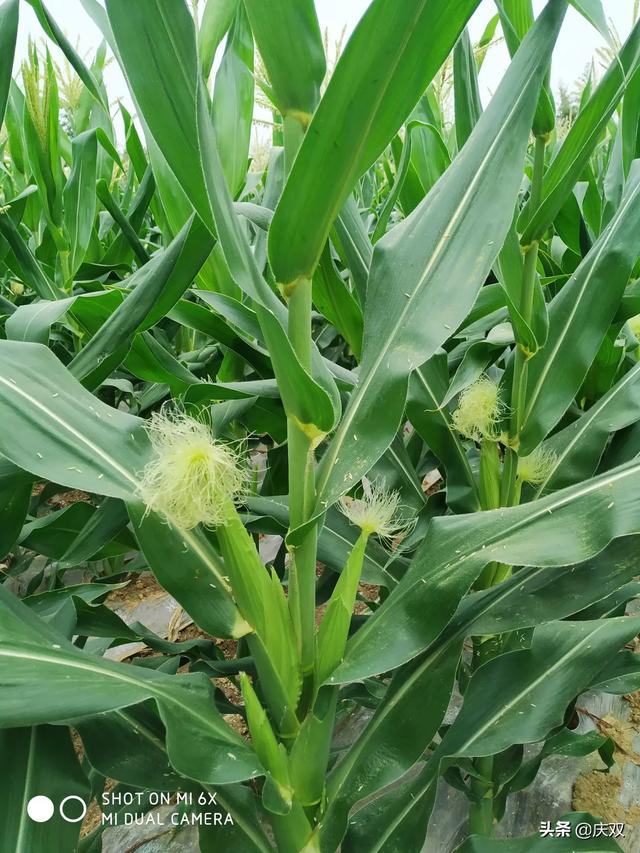 玉米出了顶花施肥有用吗？