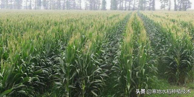 玉米出了顶花施肥有用吗？