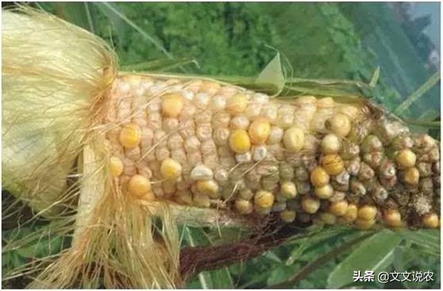 高温天气对玉米有哪些损害呢，又该如何预防损失呢？