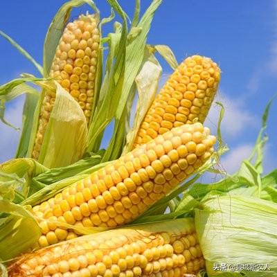 玉米穗腐病如何防治?