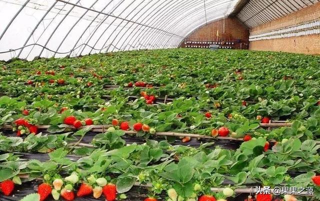草莓应该在阴凉的地方种植吗?