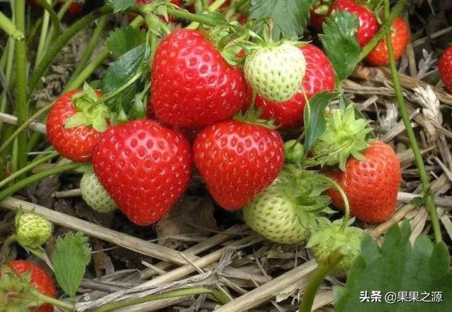 草莓应该在阴凉的地方种植吗?