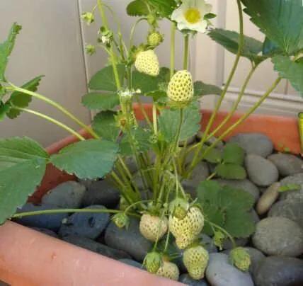 草莓应该在阴凉的地方种植吗?