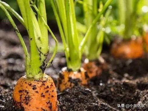 胡萝卜苗长大了需要把茎杆踩倒吗?