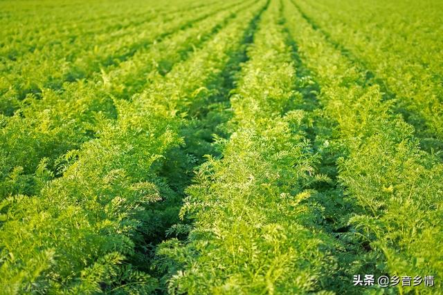胡萝卜苗长大了需要把茎杆踩倒吗?
