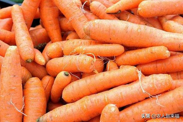胡萝卜苗长大了需要把茎杆踩倒吗?