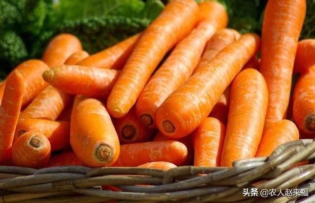 胡萝卜苗长大了需要把茎杆踩倒吗?