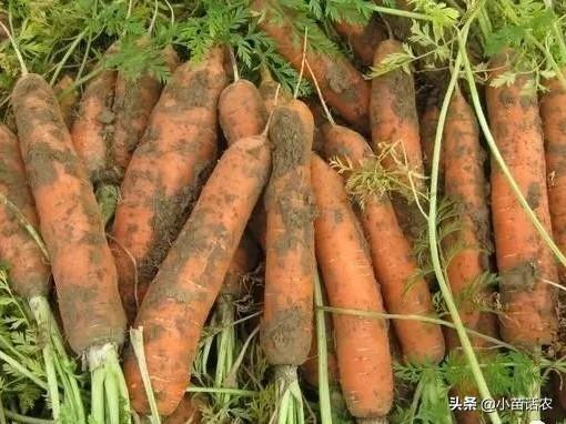 胡萝卜苗长大了需要把茎杆踩倒吗?