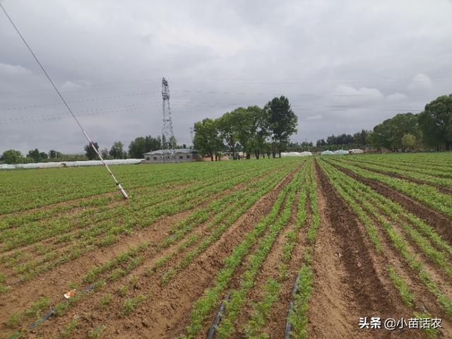 胡萝卜苗长大了需要把茎杆踩倒吗?