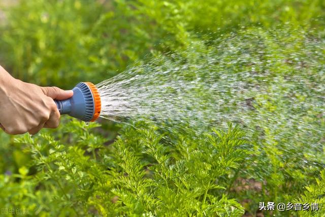 胡萝卜苗长大了需要把茎杆踩倒吗?