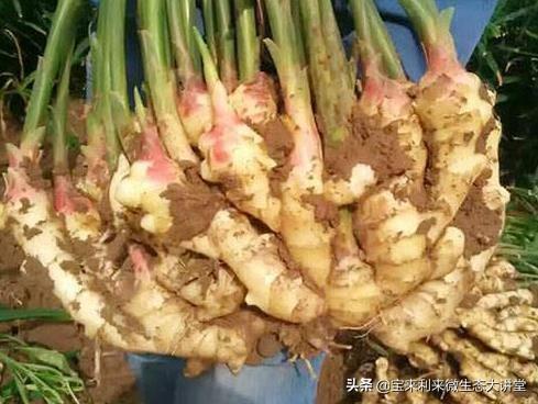 大姜适合用含氯肥料吗?为什么?
