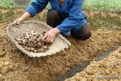 大姜适合用含氯肥料吗?为什么?