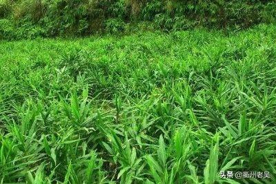 大姜适合用含氯肥料吗?为什么?