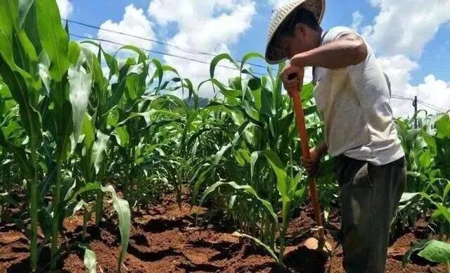 在农村请问你听到过玉米拔节时的声音没有?
