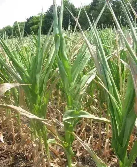 在农村请问你听到过玉米拔节时的声音没有?