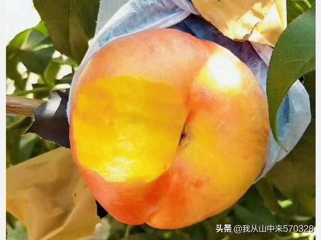 桃子采摘完,需要注意哪些事项来年才能高产?