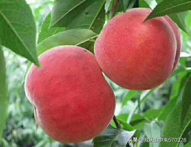 桃子采摘完,需要注意哪些事项来年才能高产?
