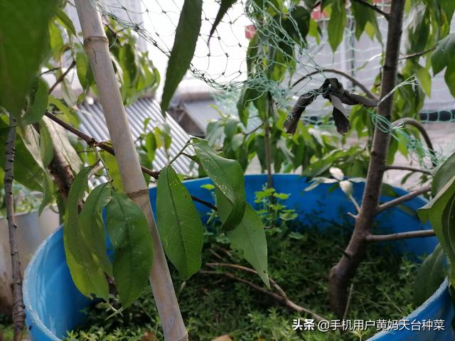 桃子采摘完,需要注意哪些事项来年才能高产?