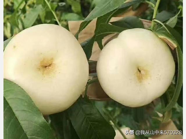 桃子采摘完,需要注意哪些事项来年才能高产?