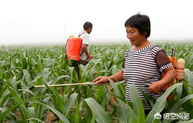 玉米使用“控旺防倒剂”,是利大于弊,还是弊大于利?