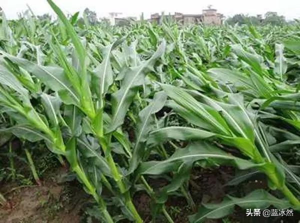 玉米使用“控旺防倒剂”,是利大于弊,还是弊大于利?