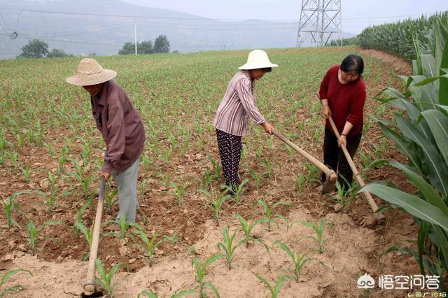玉米使用“控旺防倒剂”,是利大于弊,还是弊大于利?