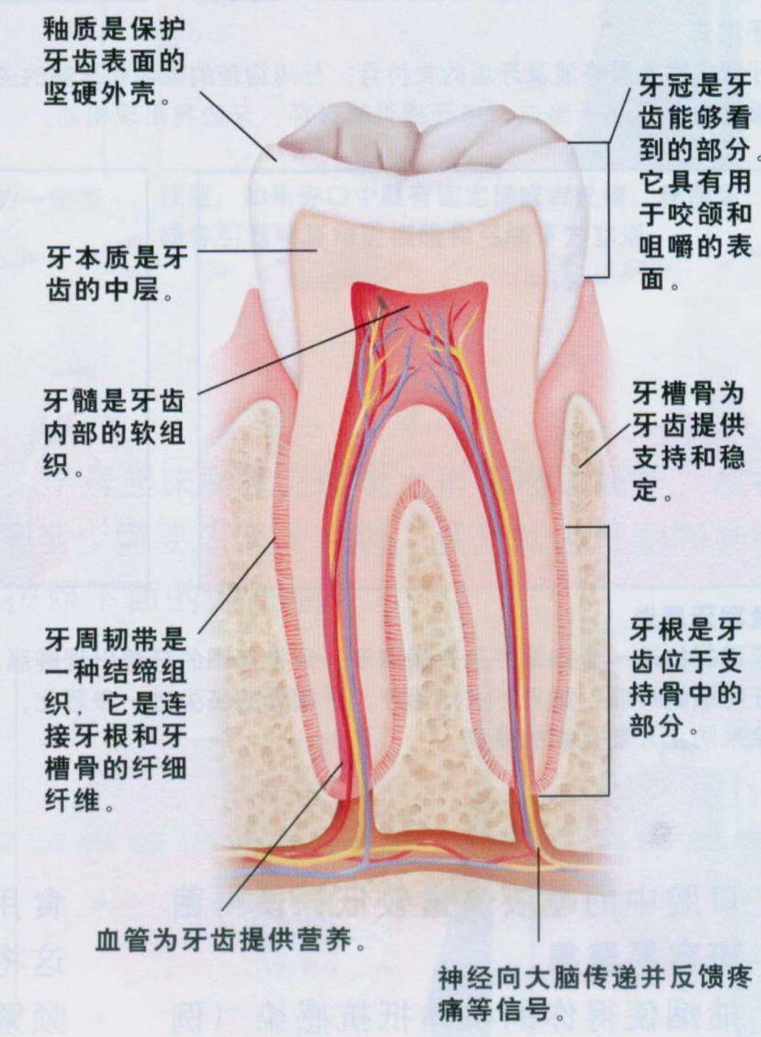 抽牙神经要抽多少次 抽牙神经多久
